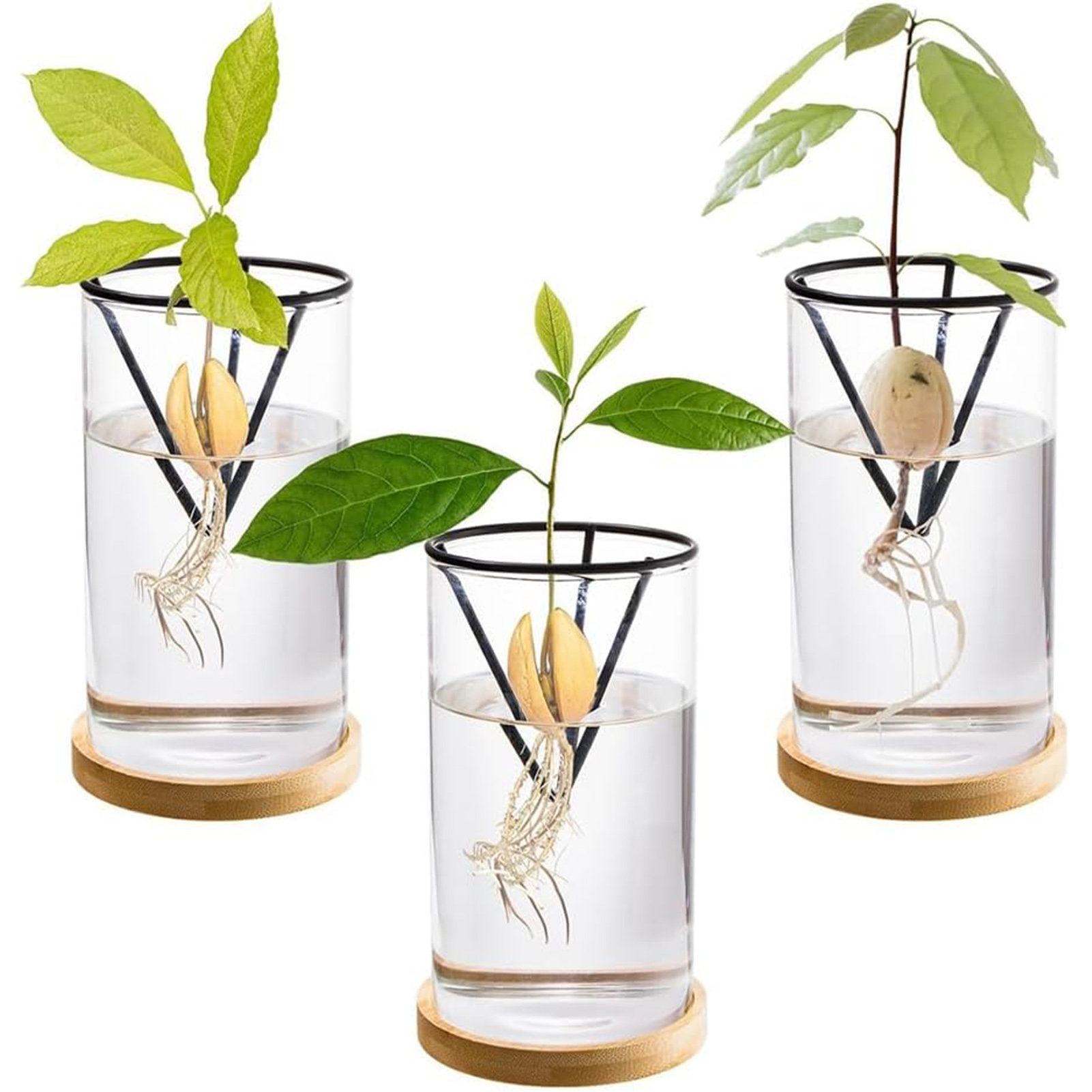 1Set Avocado Tree Growing Kits - Crystal Growing Kit recension och pris